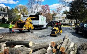 Best Stump Grinding and Removal  in Tampa, FL