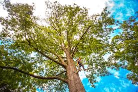 How Our Tree Care Process Works  in  Tampa, FL