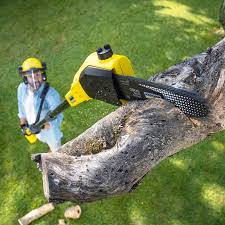 Best Lawn Maintenance Plans  in Tampa, FL