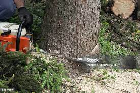 Best Tree Fertilization  in Tampa, FL