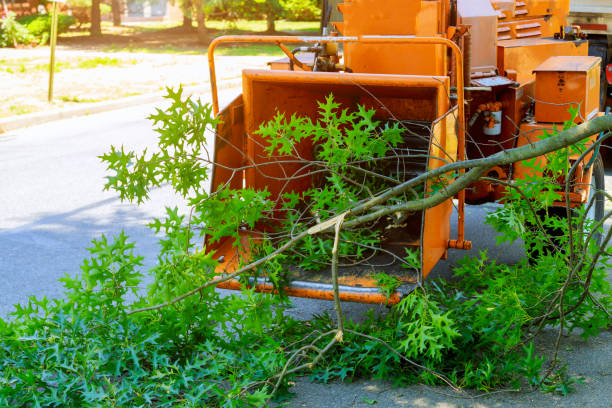 Best Lot and Land Clearing  in Tampa, FL