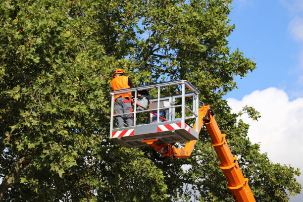 Best Tree Removal  in Tampa, FL