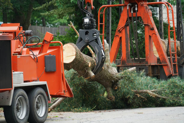 Best Tree Maintenance Programs  in Tampa, FL