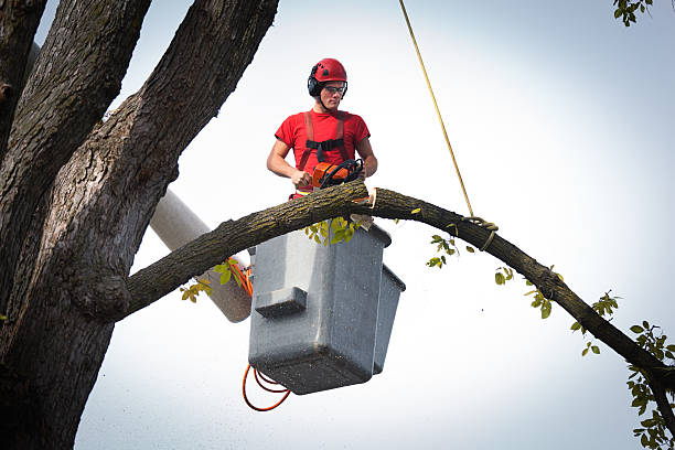 Best Palm Tree Trimming  in Tampa, FL