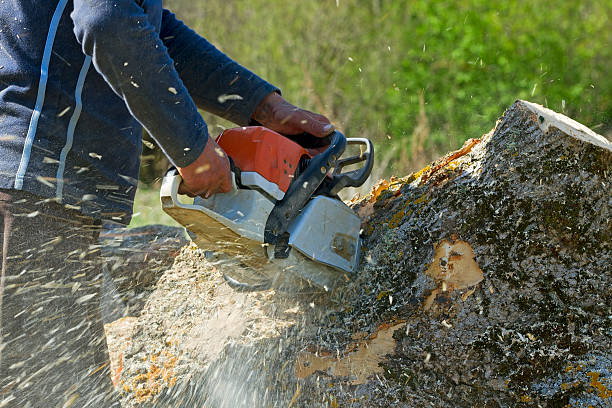 Grass Overseeding in Tampa, FL