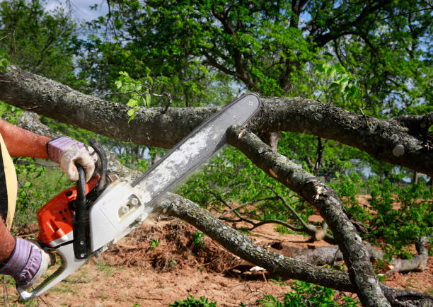 Best Lawn Dethatching  in Tampa, FL