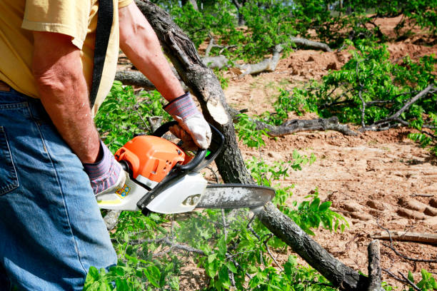 Mulching Services in Tampa, FL